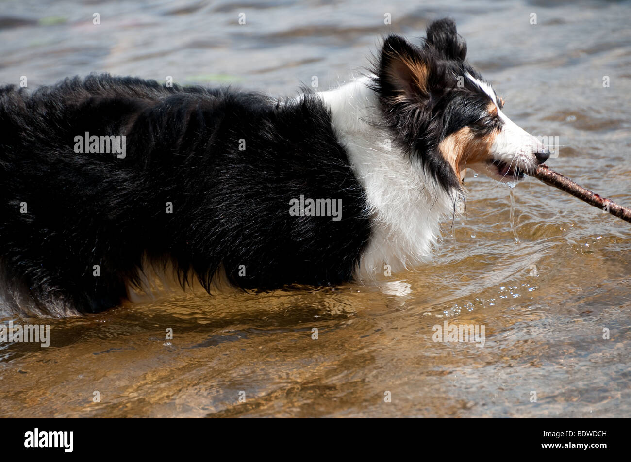 Sheepdog cucciolo uscente del lago con la memory stick e spruzzi d'acqua - motion picture Foto Stock