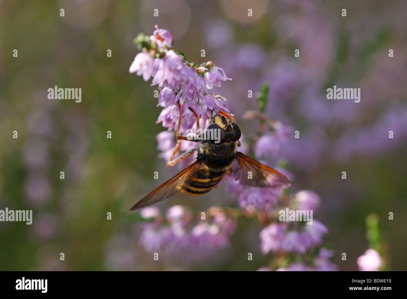 Sericomyia silentis, un hoverfly, si nutrono di erica. Foto Stock