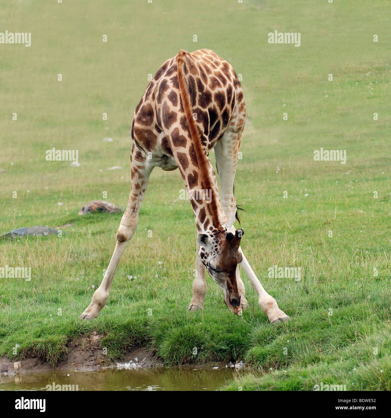 La giraffa acqua potabile Foto Stock