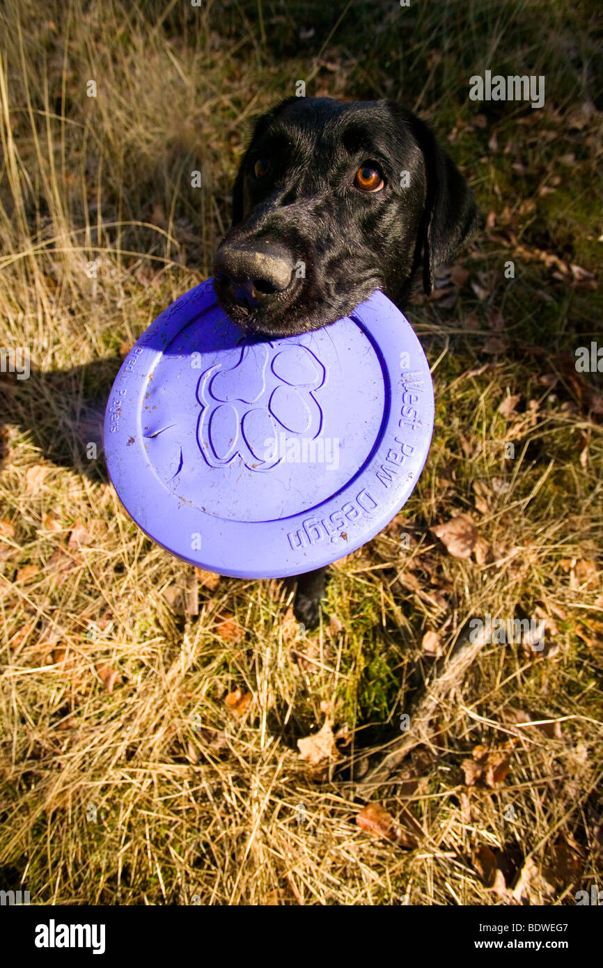 Un labrador nero le catture un frisbee in Fort Boise preservare. Foto Stock