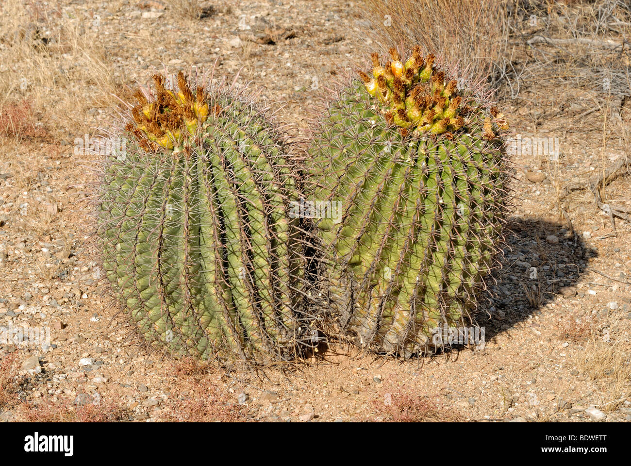 Golden Barrel Cactus, palla dorata (Echinocactus grusonii), chiamata anche Madre-in-legge il cuscino, con frutto giallo, Tucson, Ariz Foto Stock