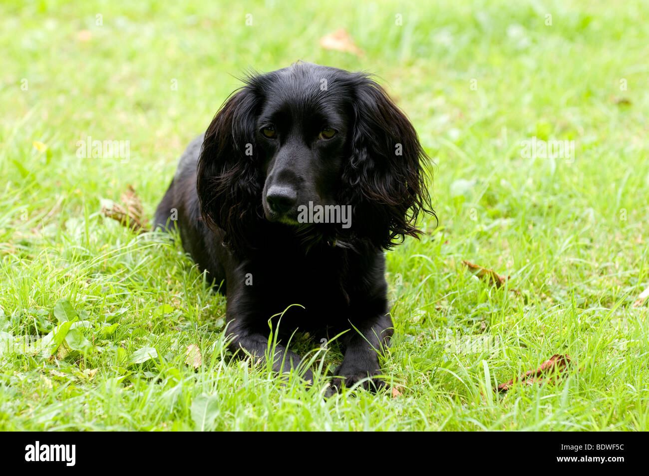 Lavorando Cocker Spaniel Foto Stock