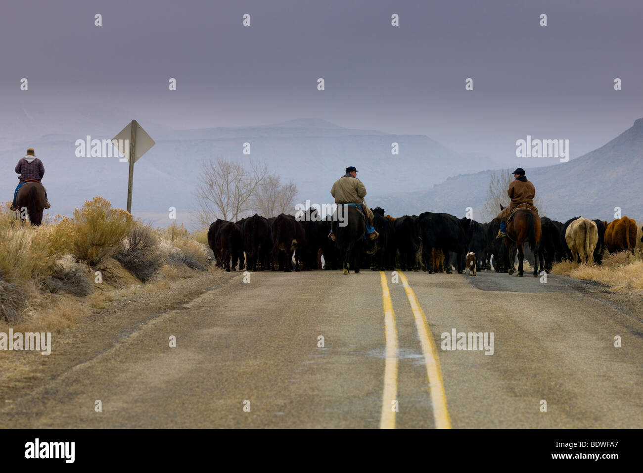 Allevatori locali spostare il bestiame da campo a campo durante i mesi invernali. Foto Stock