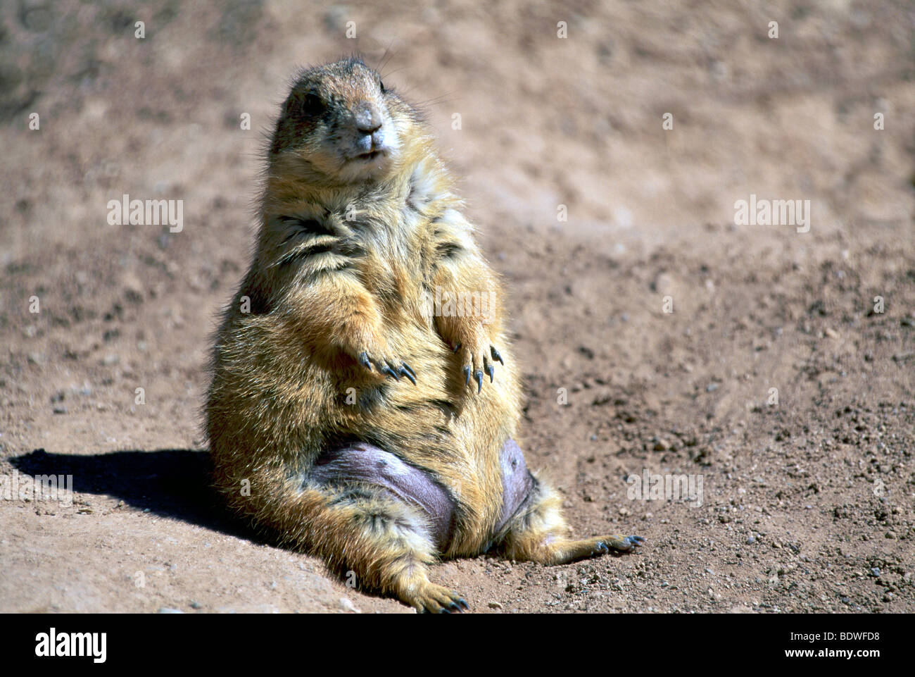 Black-Tailed Prairie Dog (Cynomys ludovicianus), del Deserto di Sonora, Arizona, Stati Uniti d'America - animale in posizione eretta Foto Stock