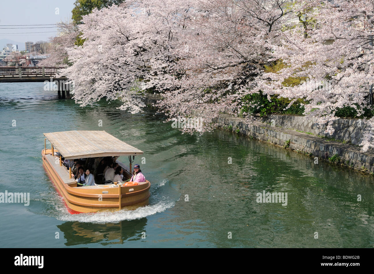 Fiori Ciliegio al canale vicino al Santuario Heian a Kyoto, Giappone, Asia orientale, Asia Foto Stock