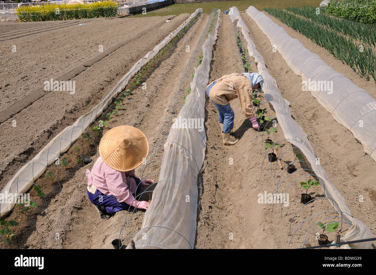 Farmerwomen piantagione cetrioli, agricoltura intensiva sotto teli di  plastica, Iwakura, Giappone, Asia orientale, Asia Foto stock - Alamy