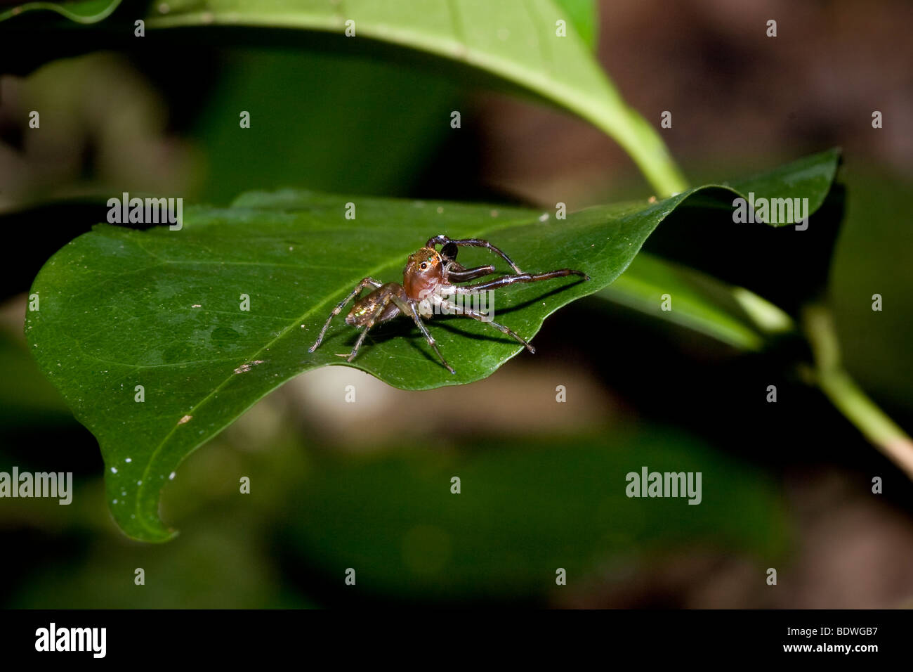 Un ornato tropical jumping spider, Famiglia Salticidae. Fotografato in Costa Rica. Foto Stock