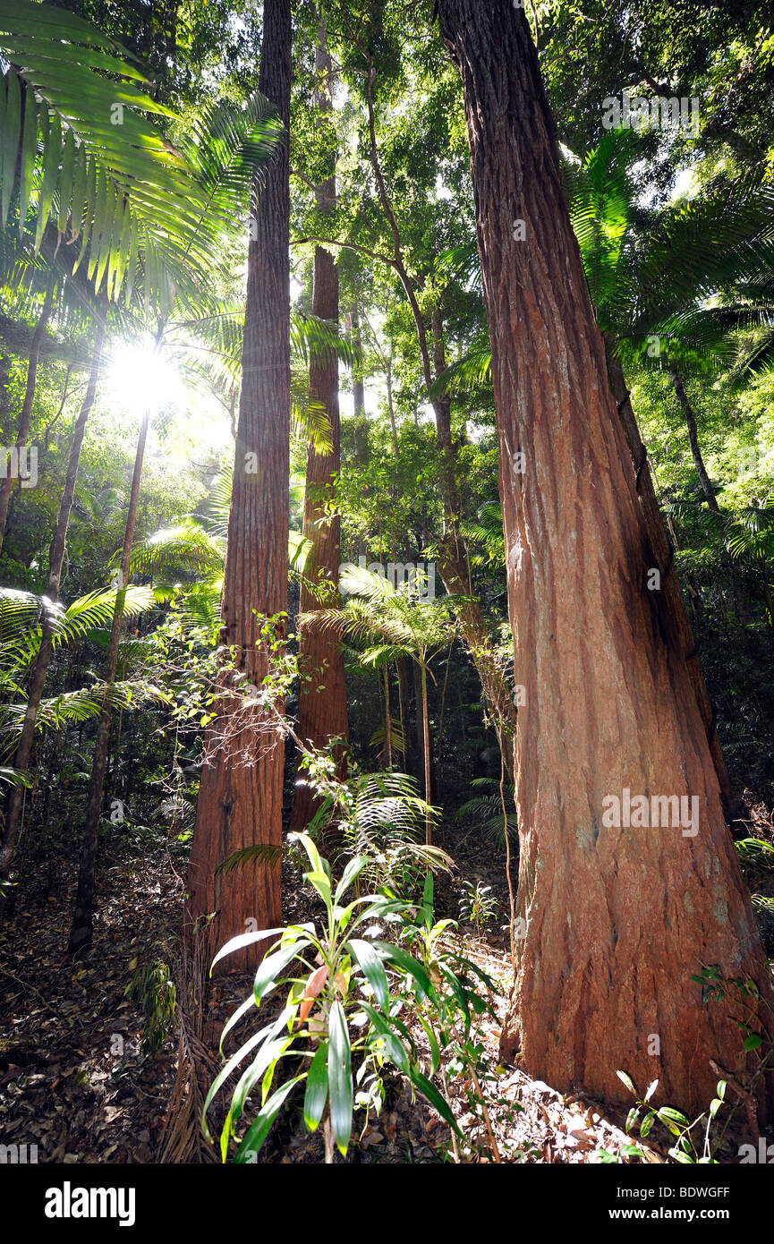 La foresta pluviale temperata, patrimonio Unesco, l'Isola di Fraser, Great Sandy National Park, Queensland, Australia Foto Stock