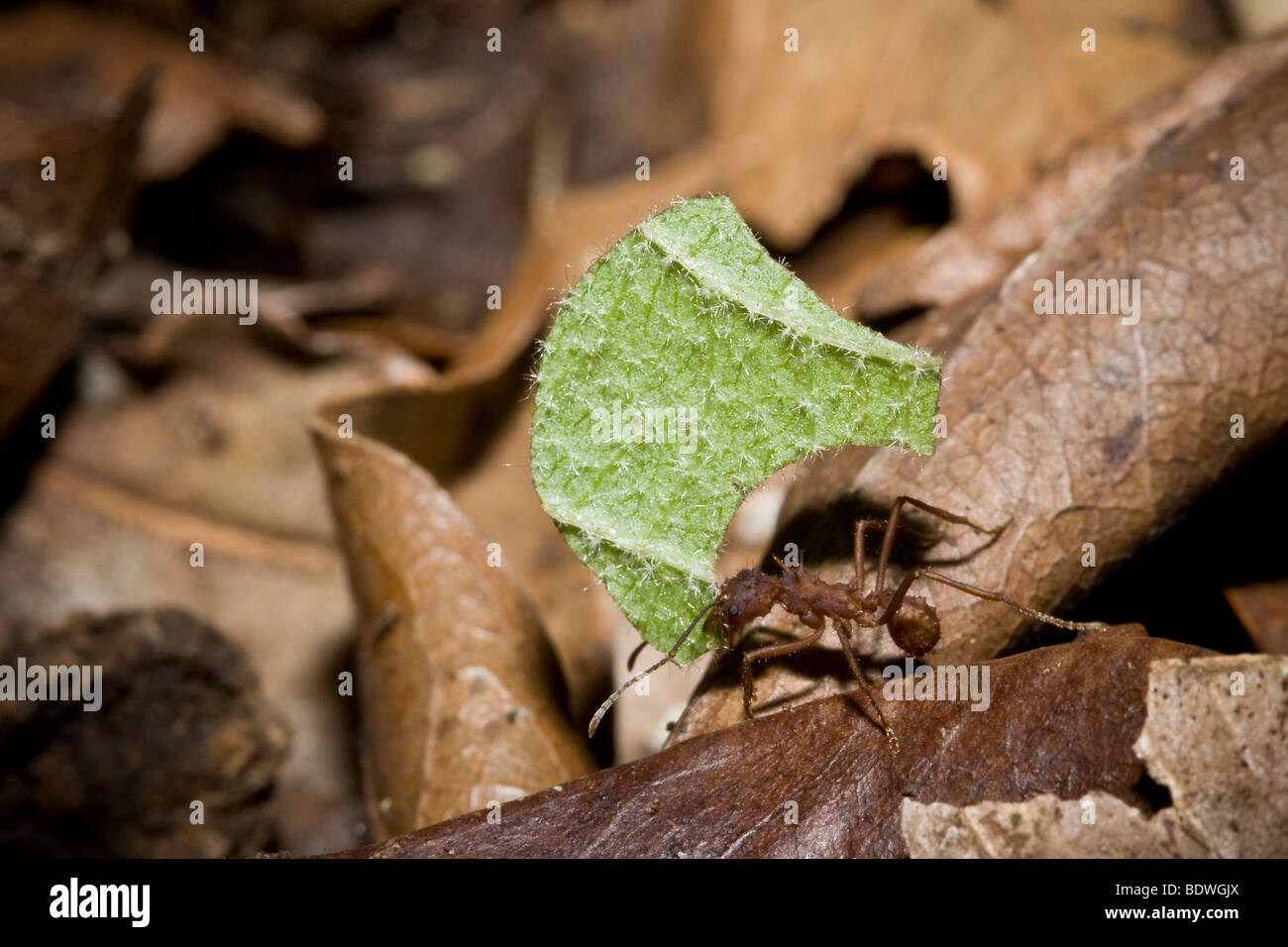Foglia-cutter ant, ordine, Hymenoptera Formicidae familiari, con un frammento di foglia. Fotografato nelle montagne del Costa Rica. Foto Stock
