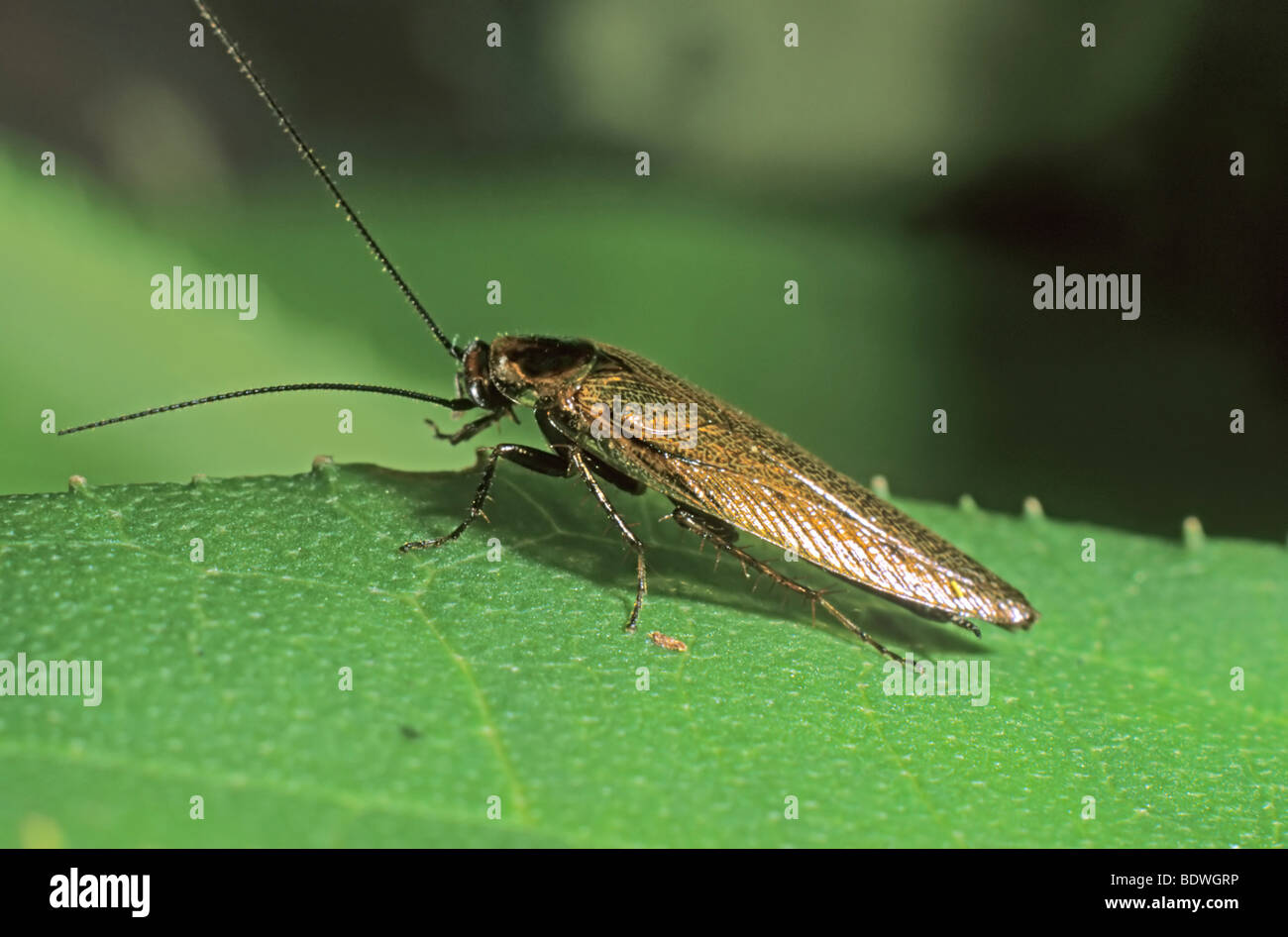 Dusky scarafaggio (Ectobius lapponicus) Foto Stock