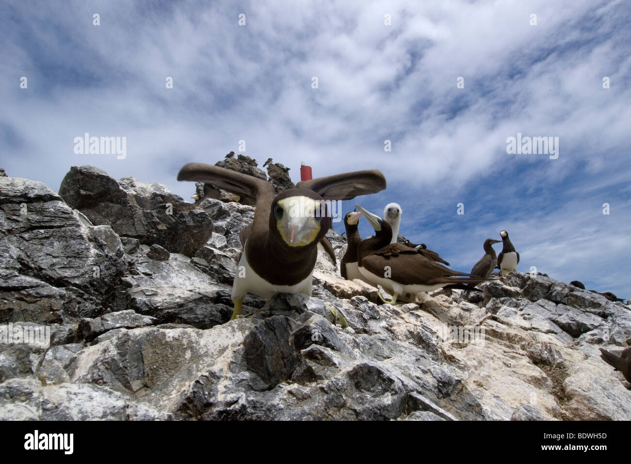 Brown booby, Sula leucogaster, difendendo nido, San Pietro e San Paolo le rocce, Brasile, Oceano Atlantico Foto Stock