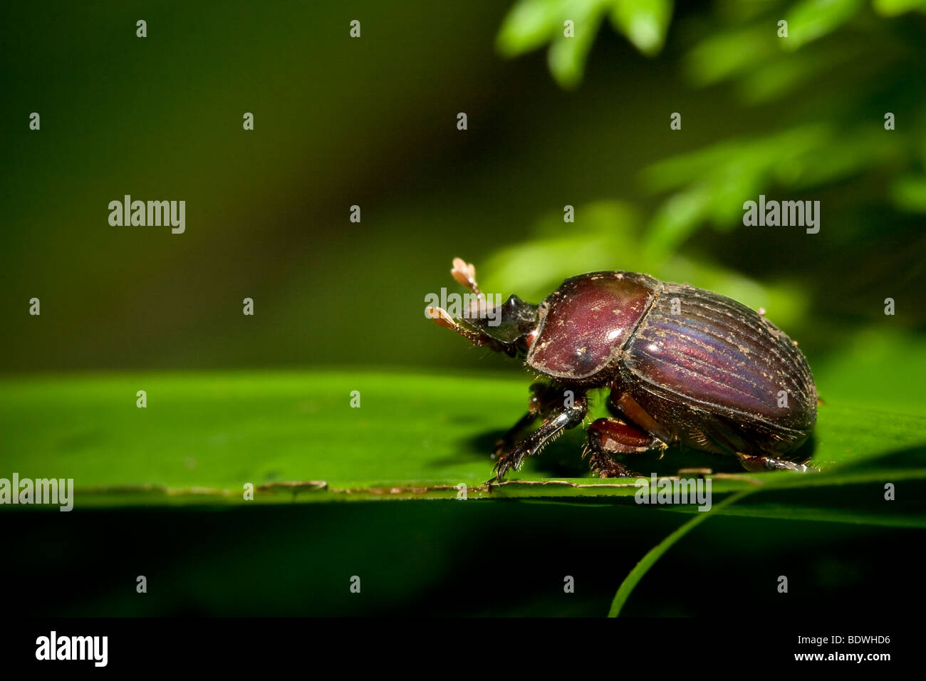 Scarabeo scarabeo, ordine Coleoptera, famiglia Scarabidae. Fotografato nelle montagne del Costa Rica. Foto Stock