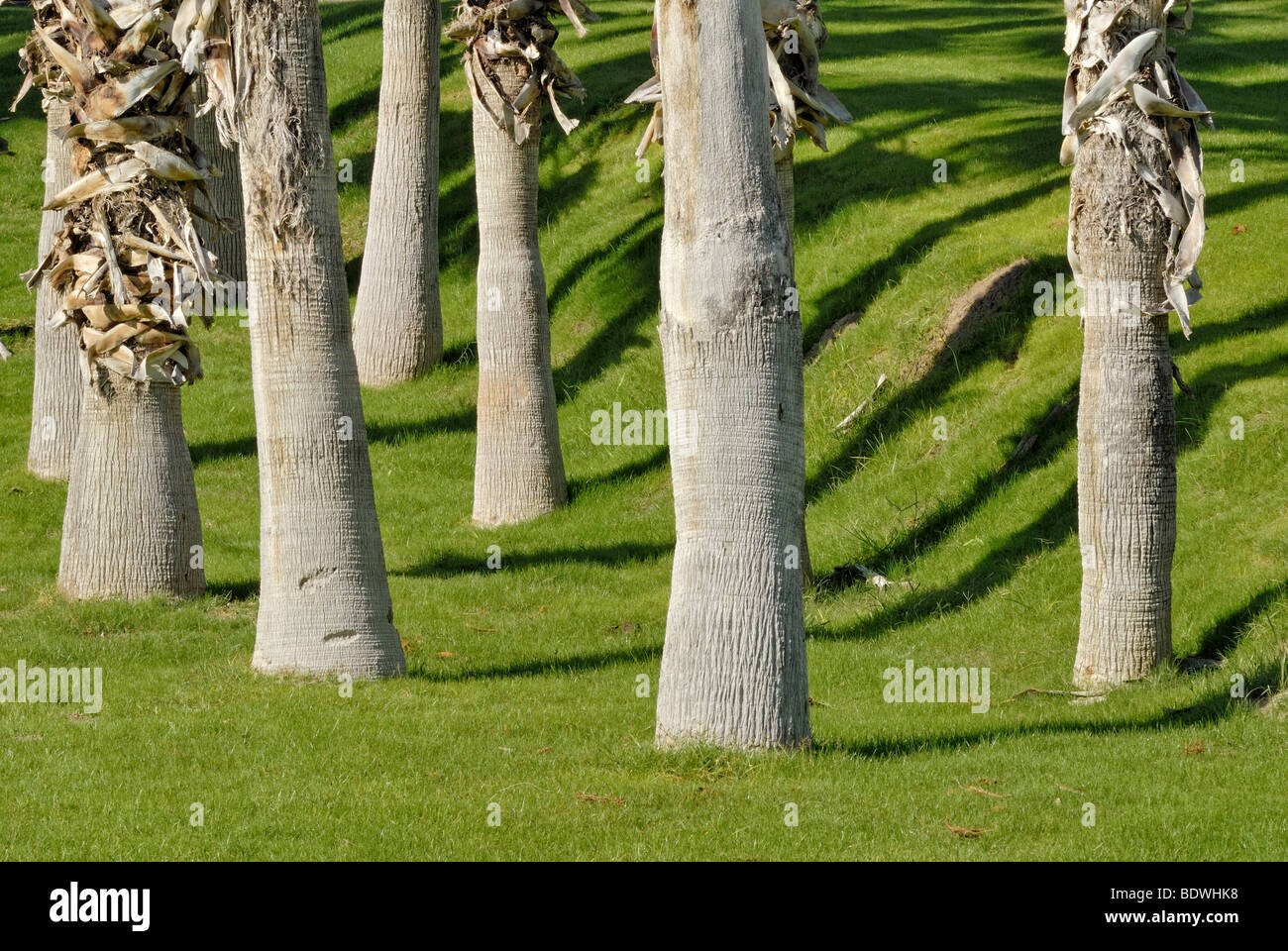 Palm tronchi, gettando ombre sul prato irrigato, Indian Palm Country Club, Indio, nel sud della California, California, Stati Uniti d'America Foto Stock