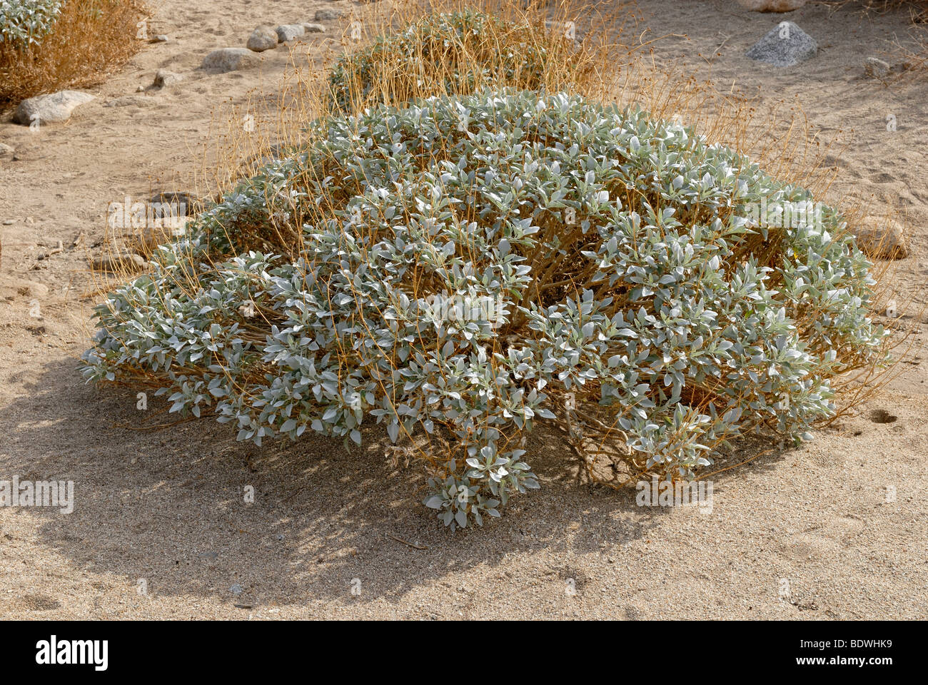 Brittlebush (Encelia farinosa), tipica del Nord America piante del deserto, Anza-Borrega Desert State Park, California del Sud, Cali Foto Stock