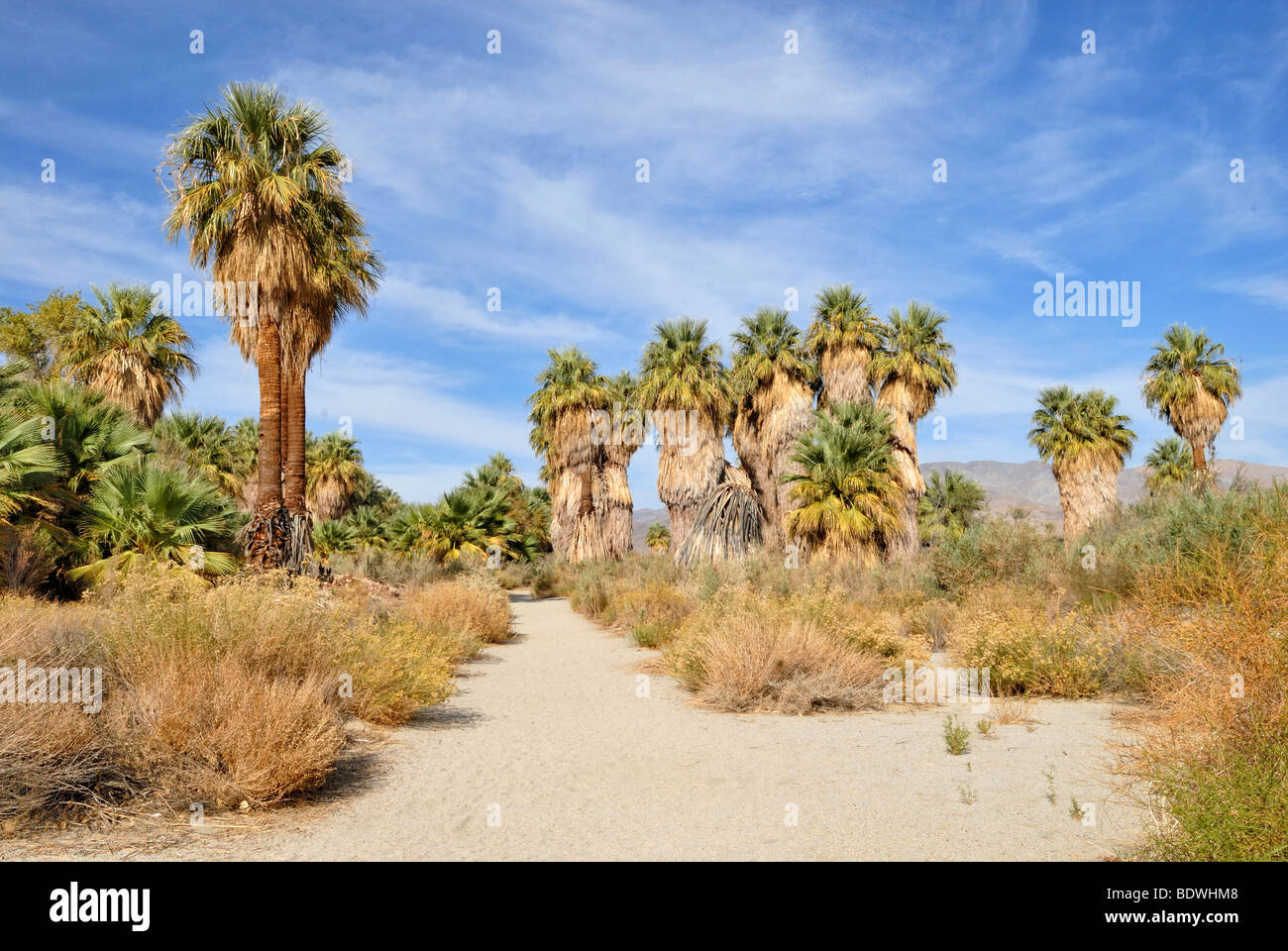Sentiero attraverso petticoat palme, Ventola Desert Palms (Washingtonia filifera), Mc Callum Grove, Coachella Valley preservare, Palm Foto Stock