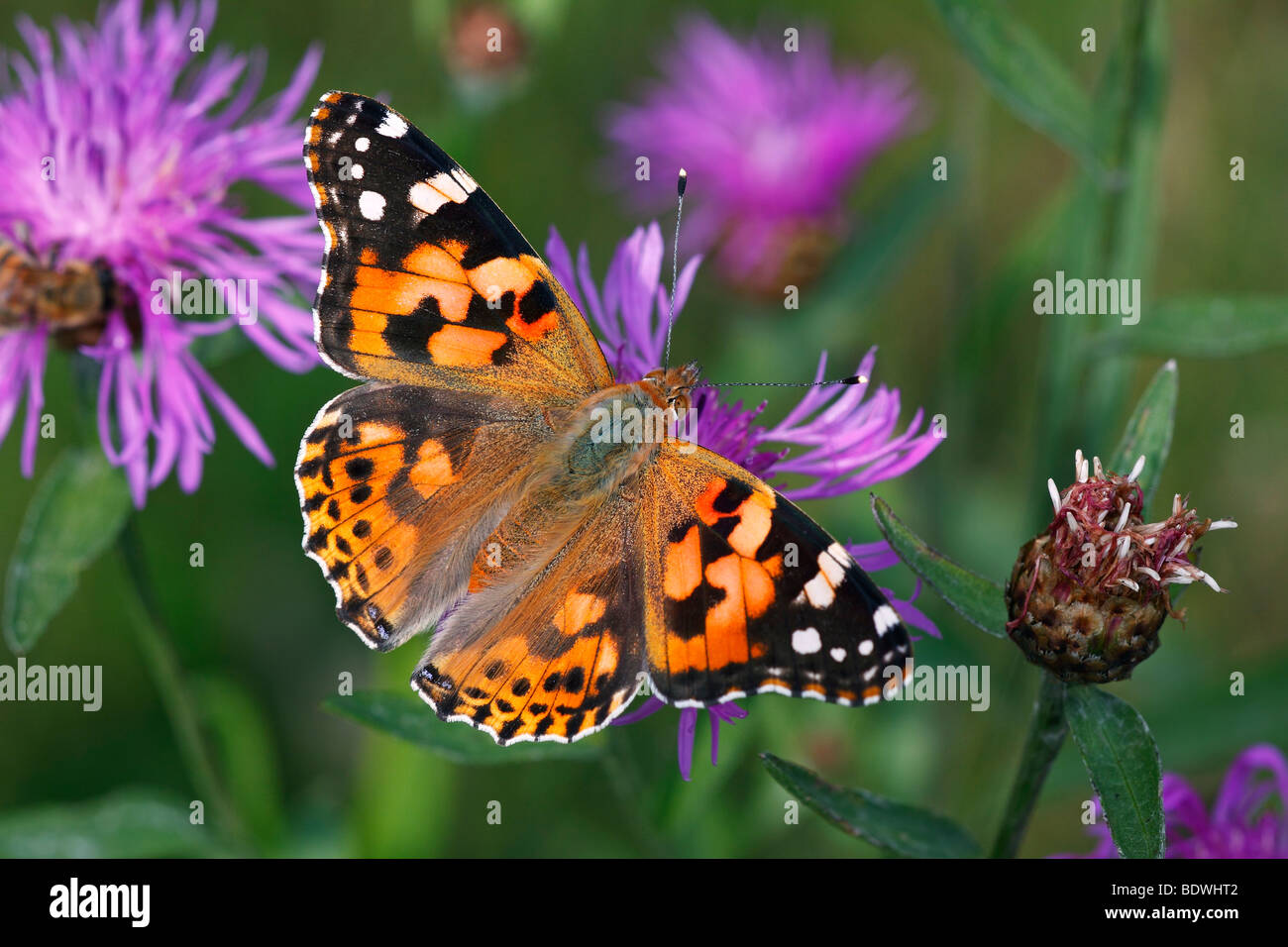 Thistle Butterfly, dipinta signora (Vanessa cardui, Cynthia cardui) seduto su una fioritura Fiordaliso marrone, Fiordaliso Brownray (Cento Foto Stock
