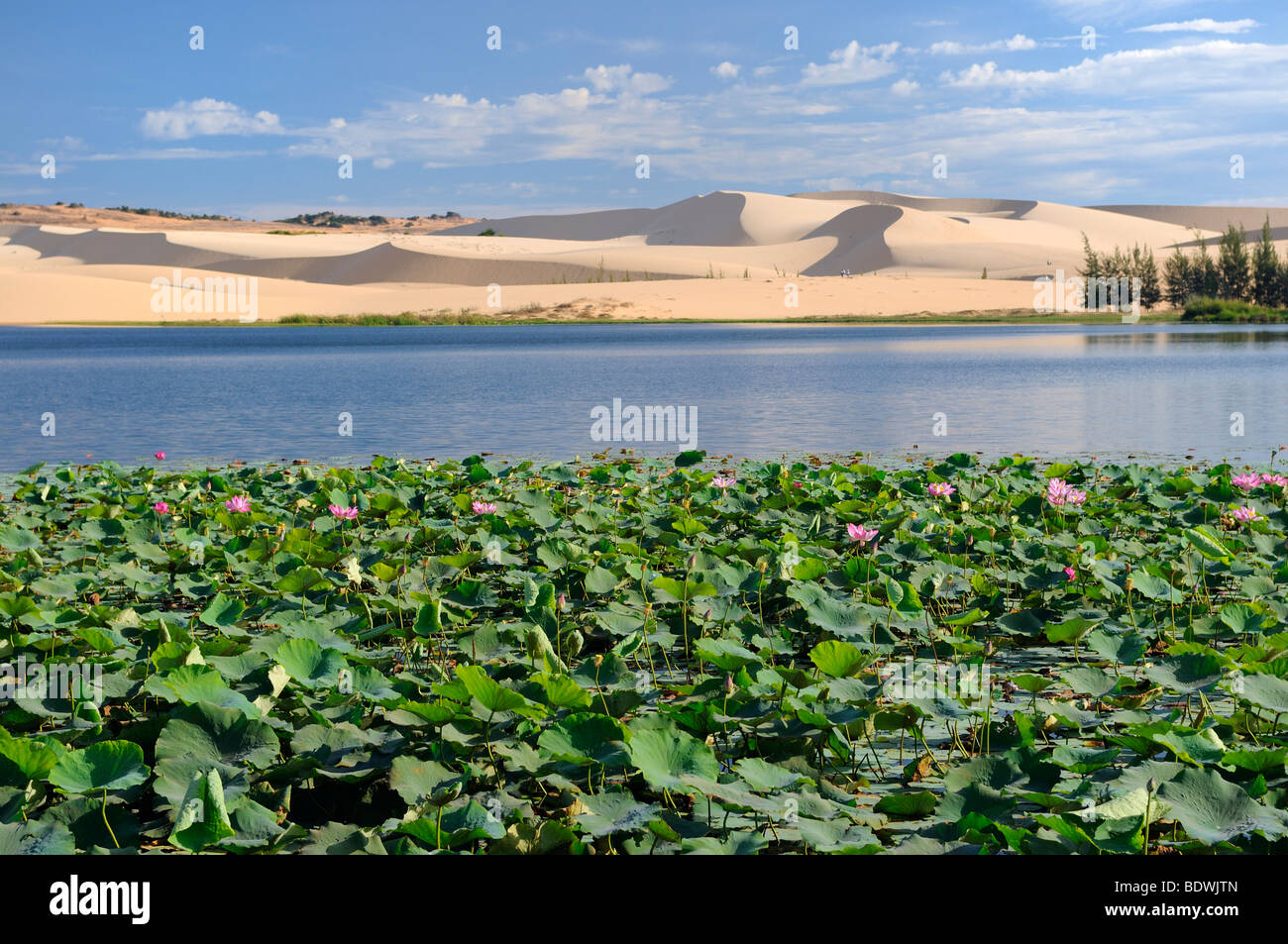 Lago Bianco con ninfee, dune di sabbia dietro le dune di sabbia bianca, noto come il Sahara vietnamita, Bau Ba Bao Trang, White L Foto Stock