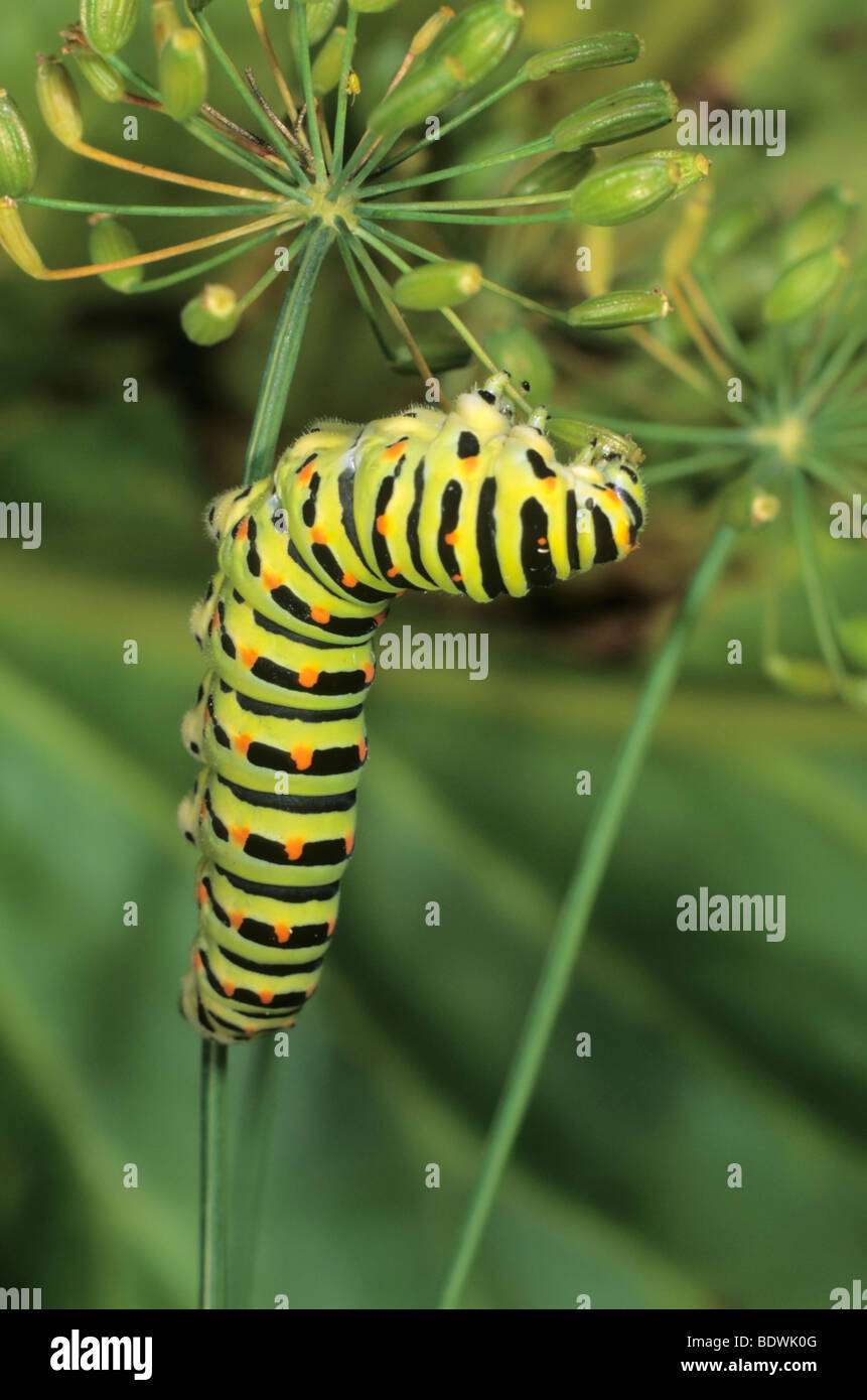 Il vecchio mondo coda forcuta (Papilio machaon) caterpillar alimentazione su capsule di semi di aneto Foto Stock