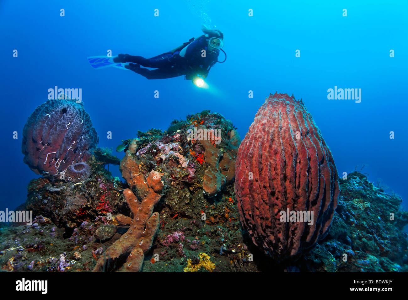 Paesaggio subacqueo, subacqueo, torcia, vaso grande spugna, (Xestospongia tesdinaria), Coral reef, Bali, isola, Lesser Sunda Islands, Foto Stock