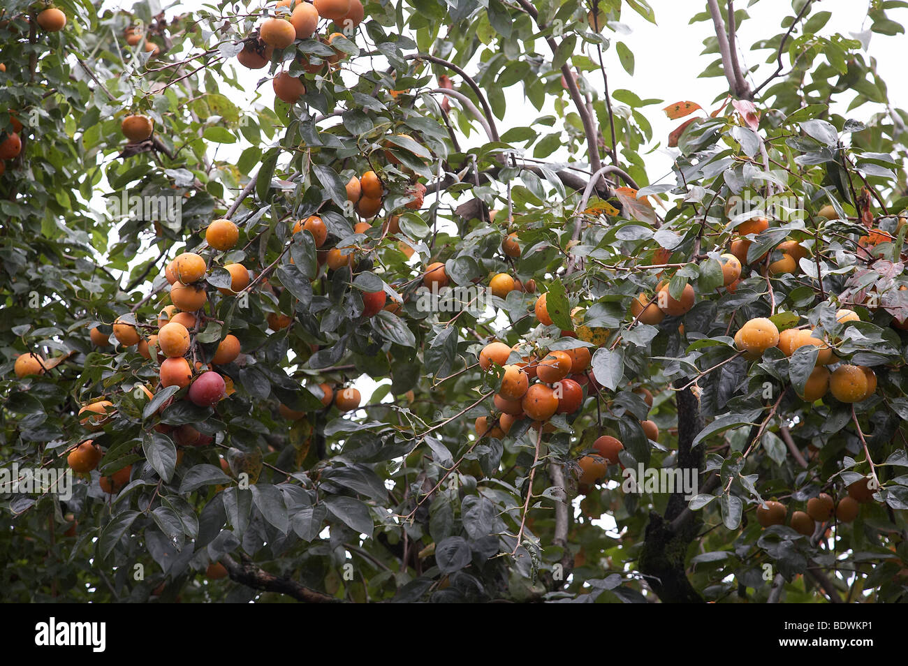 Giappone kaki, Arashiyama, nei pressi di Kyoto. foto di Sean Spraqgue 2008 Foto Stock