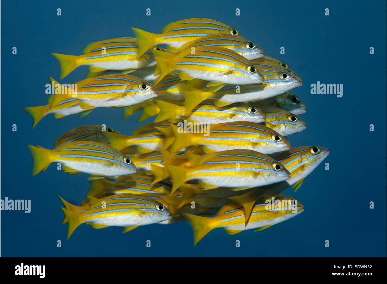 Secca di Bluestripe lutiani (Lutjanus kasmira), nuoto, Tulamben, Bali, Indonesia, Oceano Indiano Foto Stock