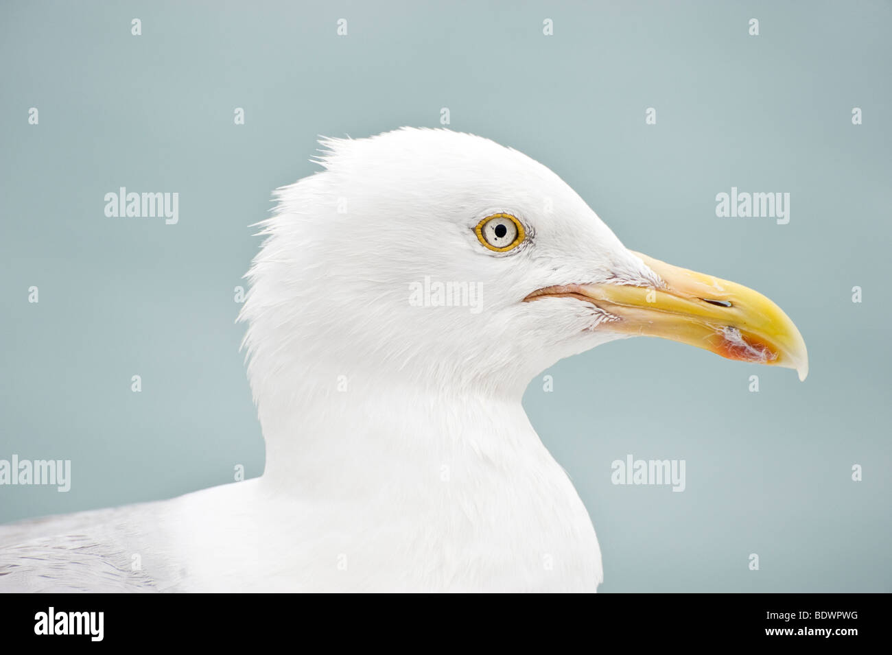 Aringa profilo di Gabbiano, un gabbiano comune in riva al mare a Brighton Foto Stock