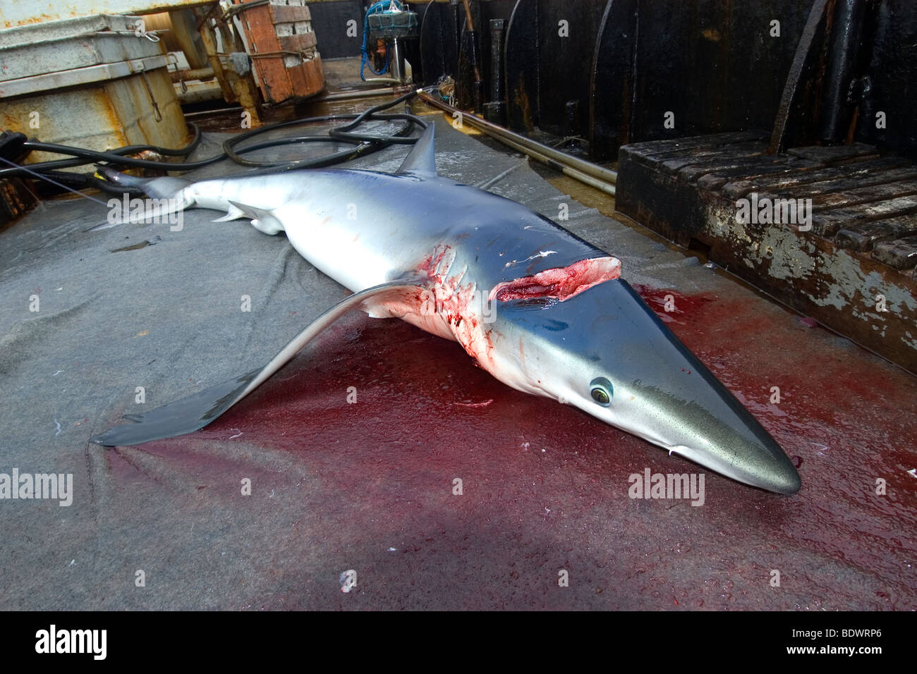 Dead blue shark, Prionace glauca, commerciale offshore palangari per la pesca degli squali, Brasile, Oceano Atlantico Foto Stock
