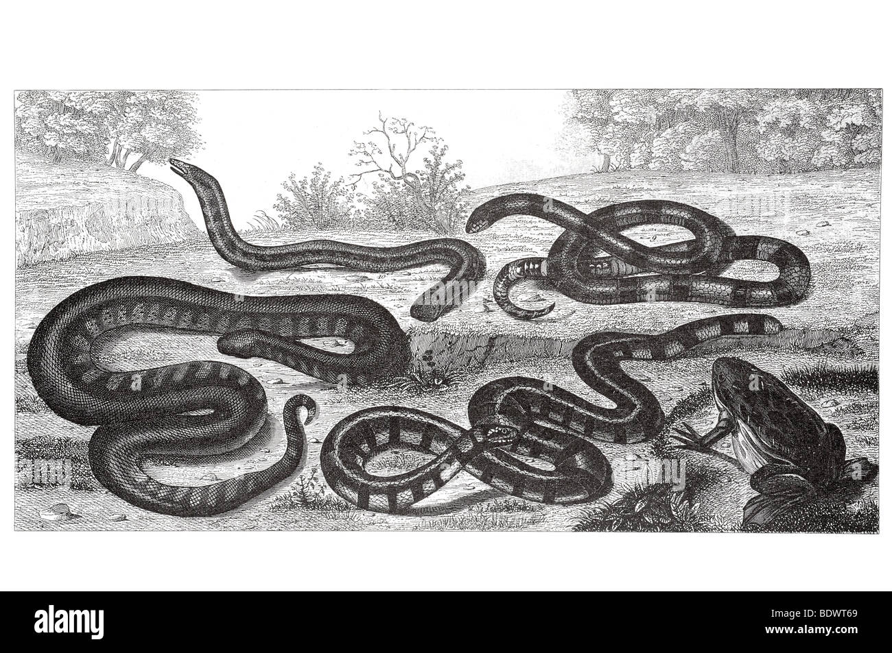 Dactelythra capensis cape toad achrochordus javanica java snake platurus laticaudis india acqua snake Foto Stock