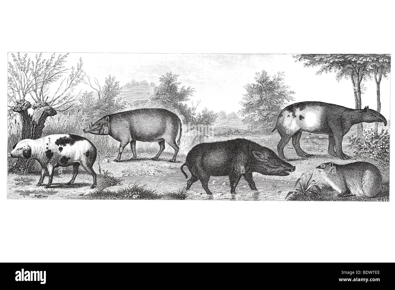 Sus domesticus del cane domestico porcus babyrussa porco asiatico sus scropha wild hog tapiro indicus tapiro hyrax syriacus daman Foto Stock