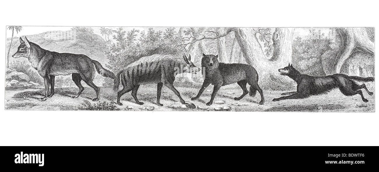 Canis aureus jackel hyaena striata striped iena Canis lupus lupo canis familiaris pastoreus pastori cane Foto Stock