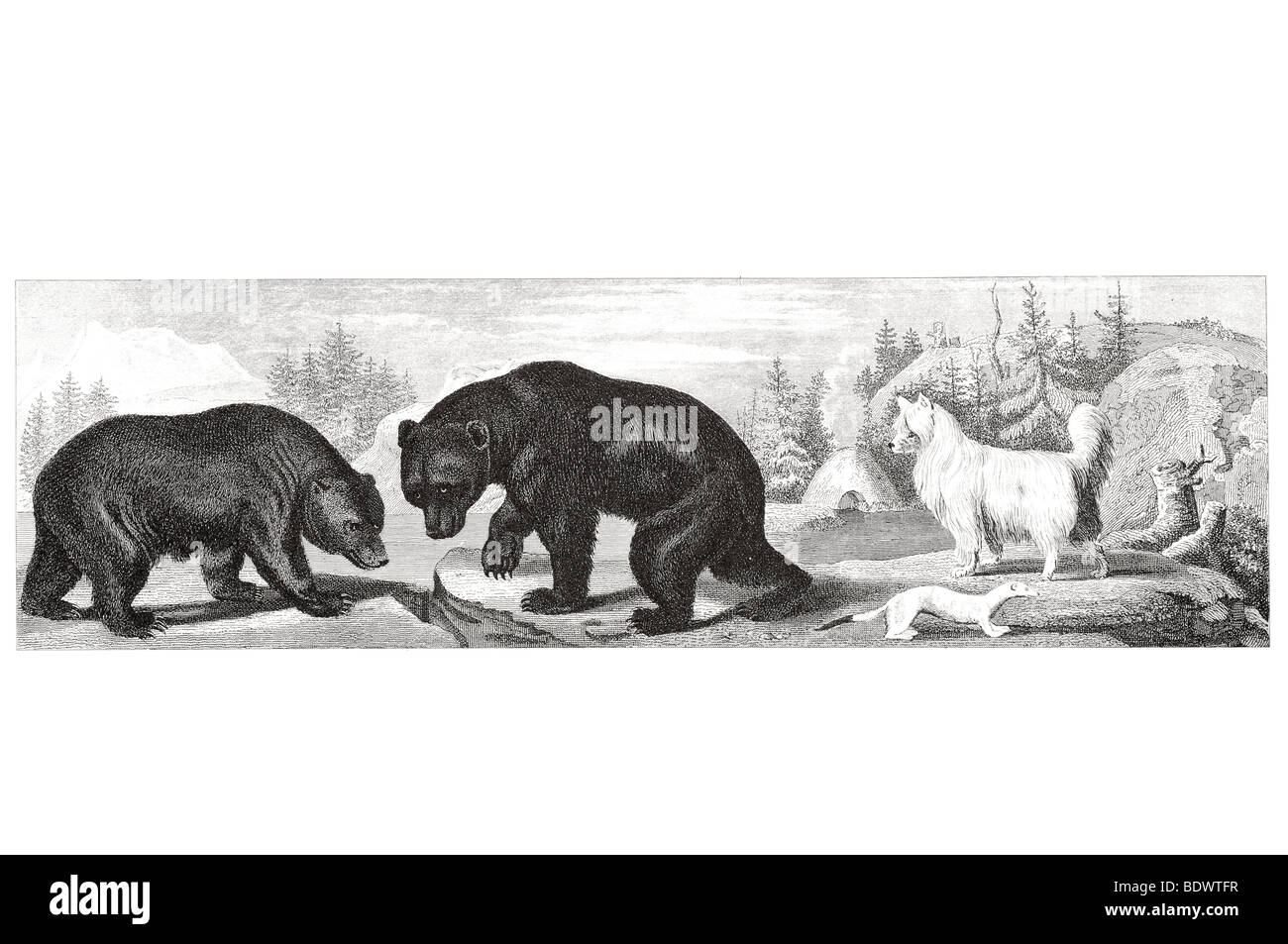 Ursus arctos orso bruno ursus americanus black bear putorius erminea ermellino canis familiaris sibericus cane siberiano Foto Stock