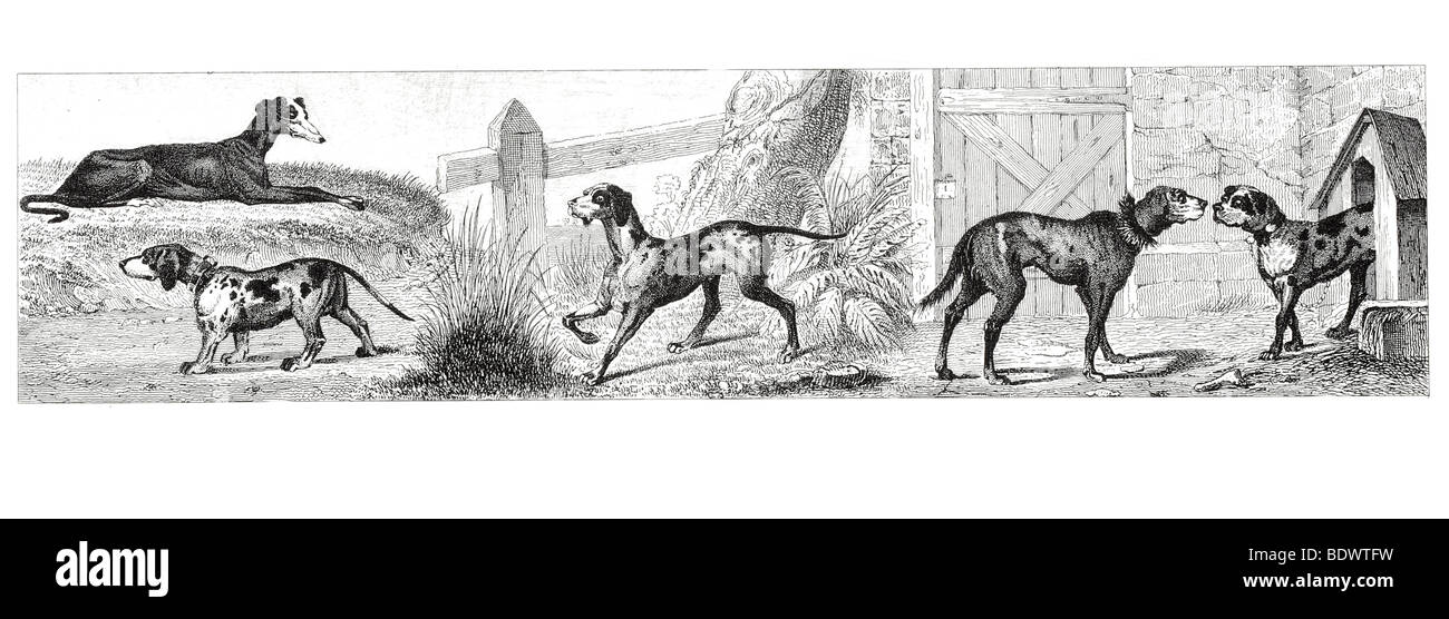 Canis familiaris leporarius greyhound canis familiaris vertagus badger cane canis familiaris normanus chase cane canis familiaris Foto Stock