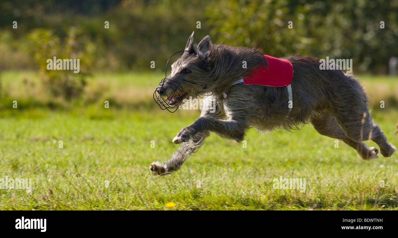 Deerhound, Greyhound Coursing, Hoope, Bassa Sassonia, Germania, Europa Foto Stock