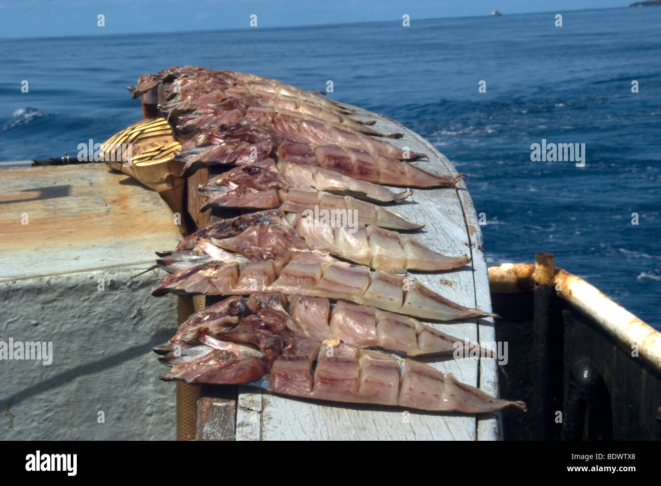 Pesce di essiccazione al sole a bordo commerciale nave da pesca, San Pietro e San Paolo le rocce, Brasile, Oceano Atlantico Foto Stock