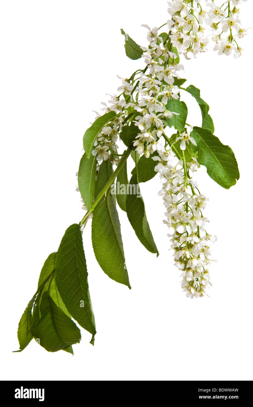 Fiori di Padus avium (bird cherry) isolato su bianco Foto Stock