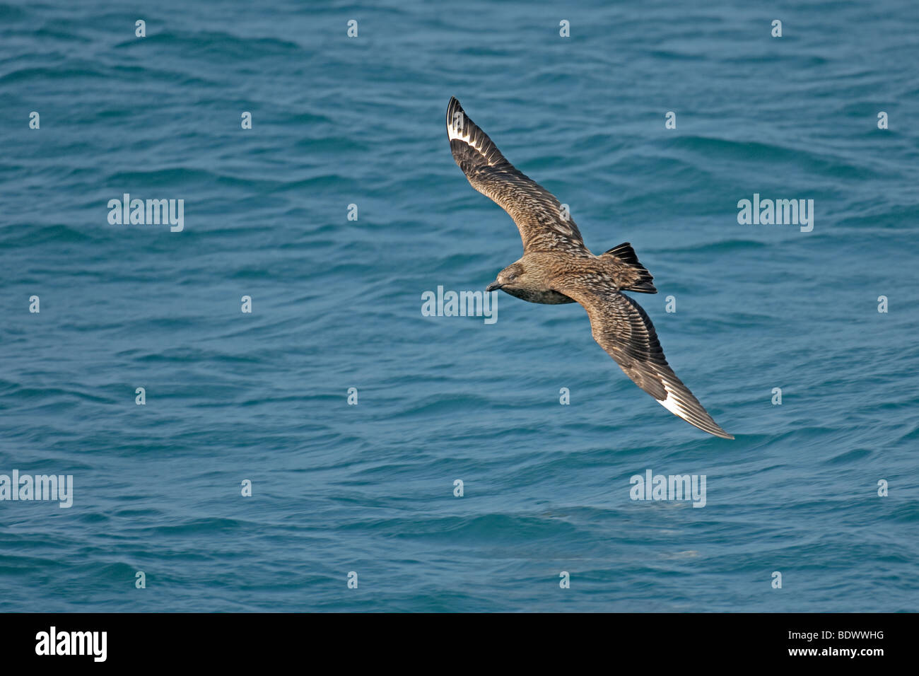 Grande skua o bonxie Stercorarius skua adulto in volo sopra il mare. Foto Stock