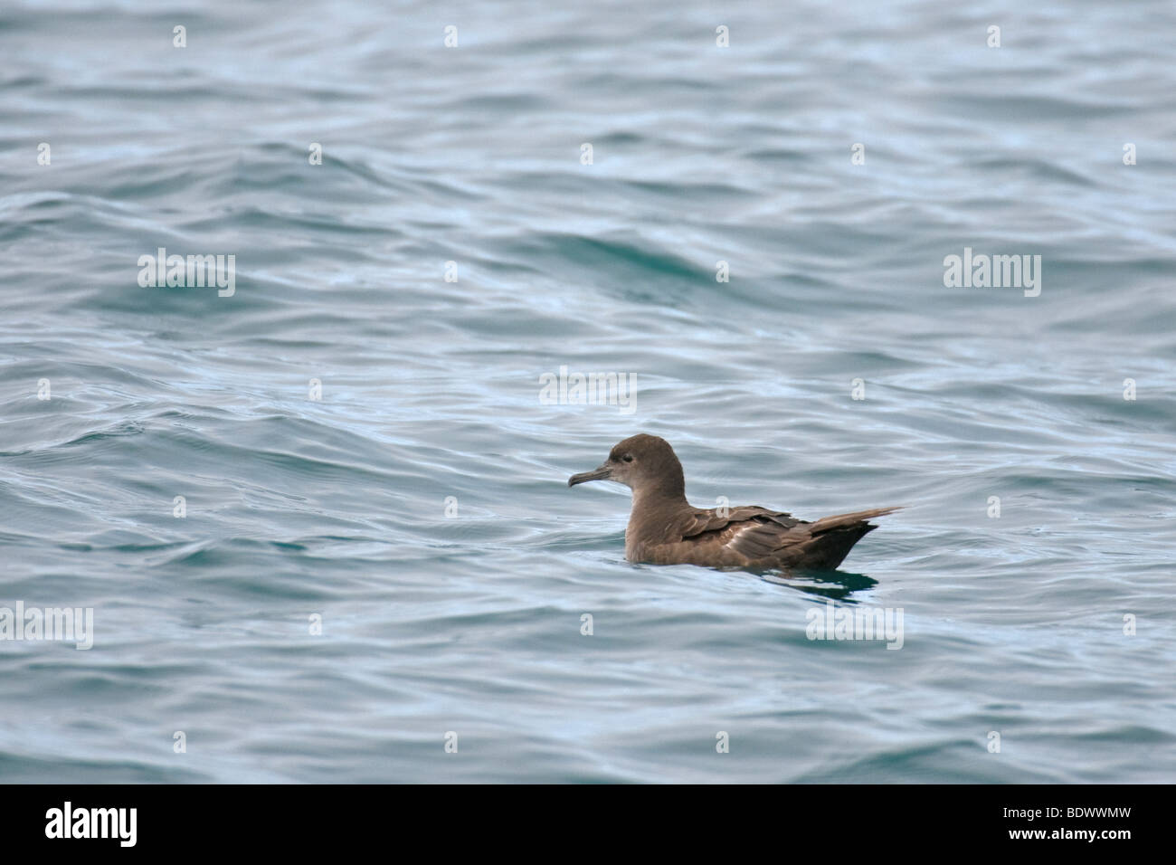 Fuligginosa shearwater Puffinus griseus adulto a riposo sulla superficie del mare. Western Isles, Scozia. Foto Stock