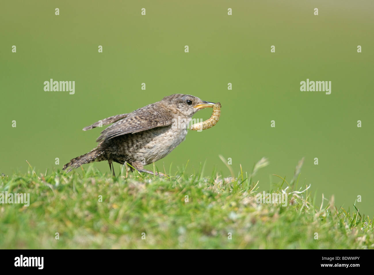 Saint Kilda wren Troglodytes troglodytes hirtensis adulto con caterpillar. Foto Stock