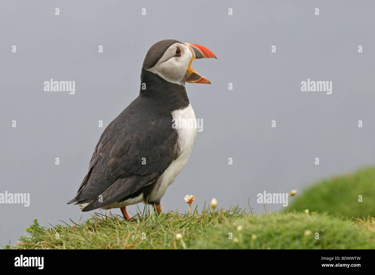 Atlantic puffin Fratercula arctica estate adulto nel bill gape minaccia display. La Scozia. Foto Stock