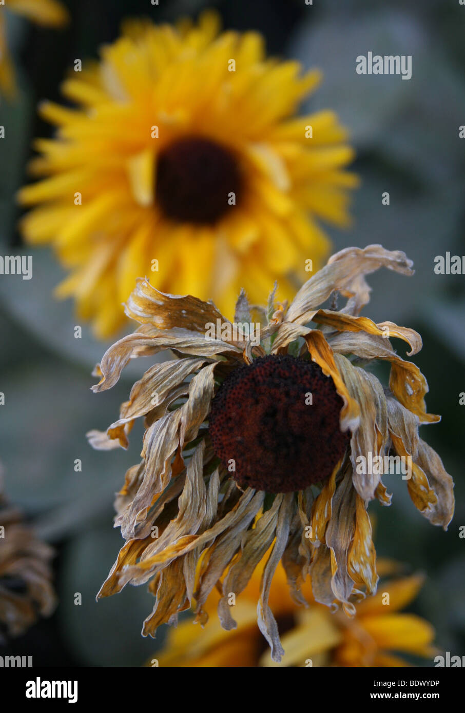 Una chiusura di due fiori, uno fresco e asciutto e appassite. Foto Stock