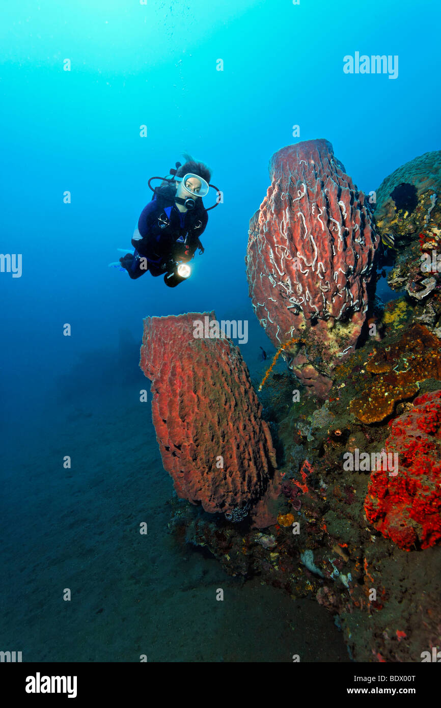 Paesaggio subacqueo, vaso grande spugna, (Xestospongia tesdinaria), subacqueo, Coral reef, Bali, isola, Lesser Sunda Islands, Bali S Foto Stock