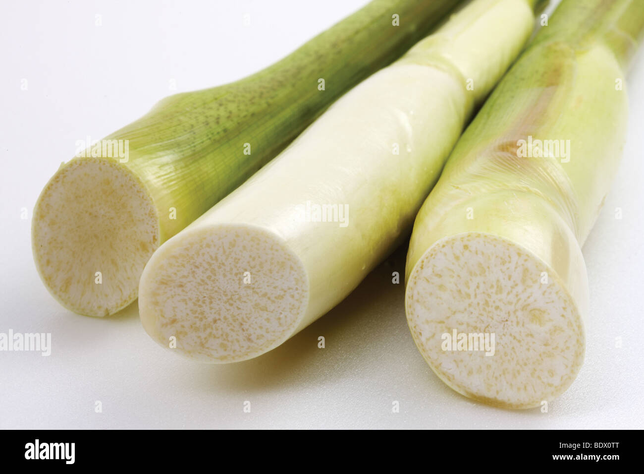 germoglio di bambù Foto Stock