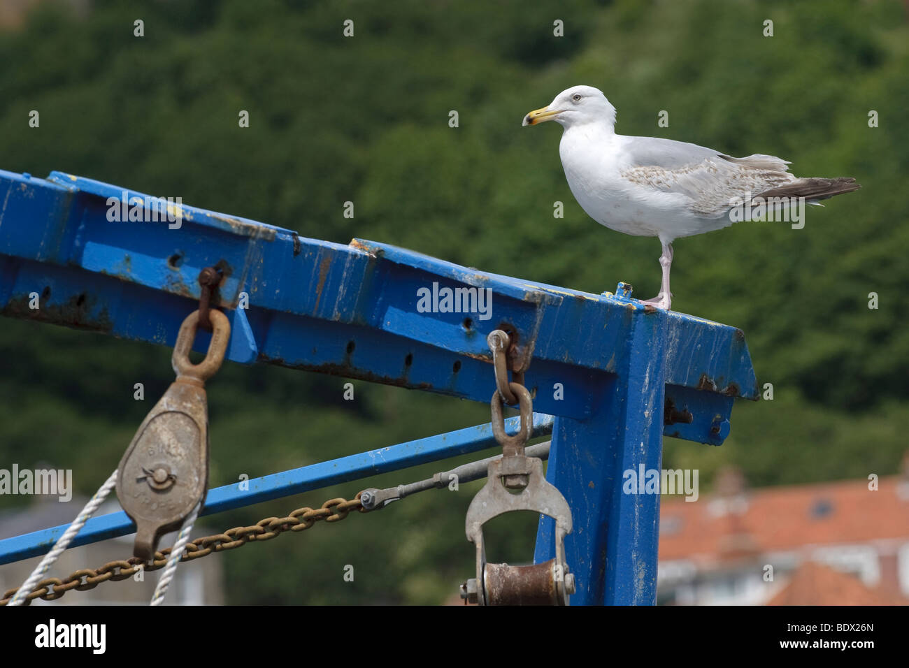 Herring gull Larus argentatus immaturi di uccello in barca da pesca. Foto Stock