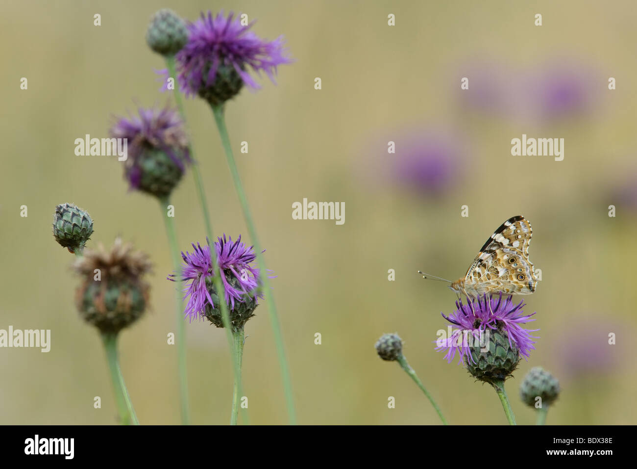 Dipinto di Lady butterfly Cynthia cardui su una maggiore fiordaliso Centaurea scabiosa. Seconda generazione. Foto Stock