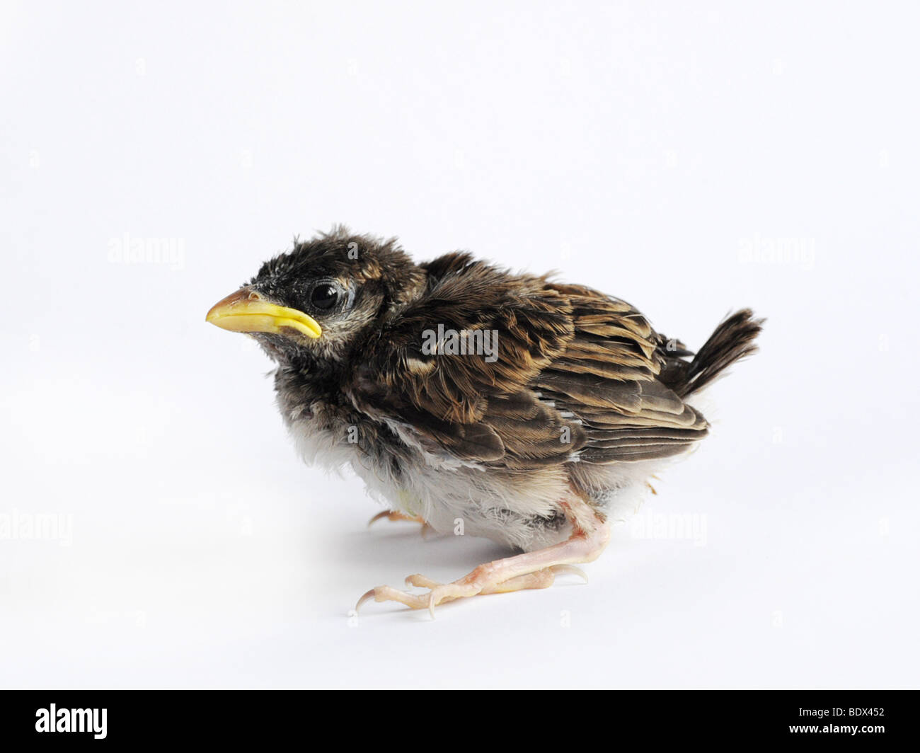 Un piccolo annidata, un bambino sparrow poche settimane vecchio Foto Stock
