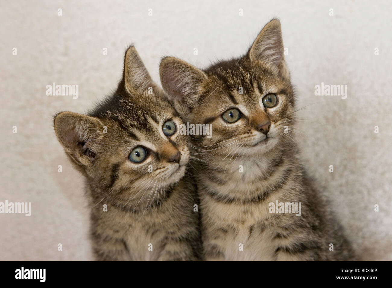 Due giovani tabby gattini Foto Stock