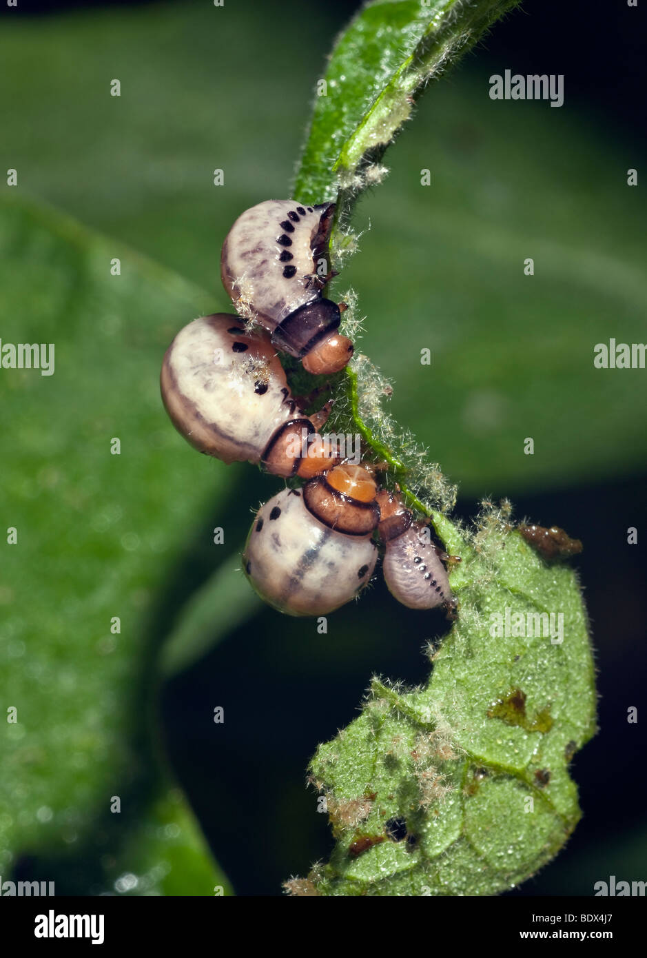 Il Colorado Potato Beetle larve mangiano foglie di melanzana- Leptinotarsa undecemlineata Foto Stock