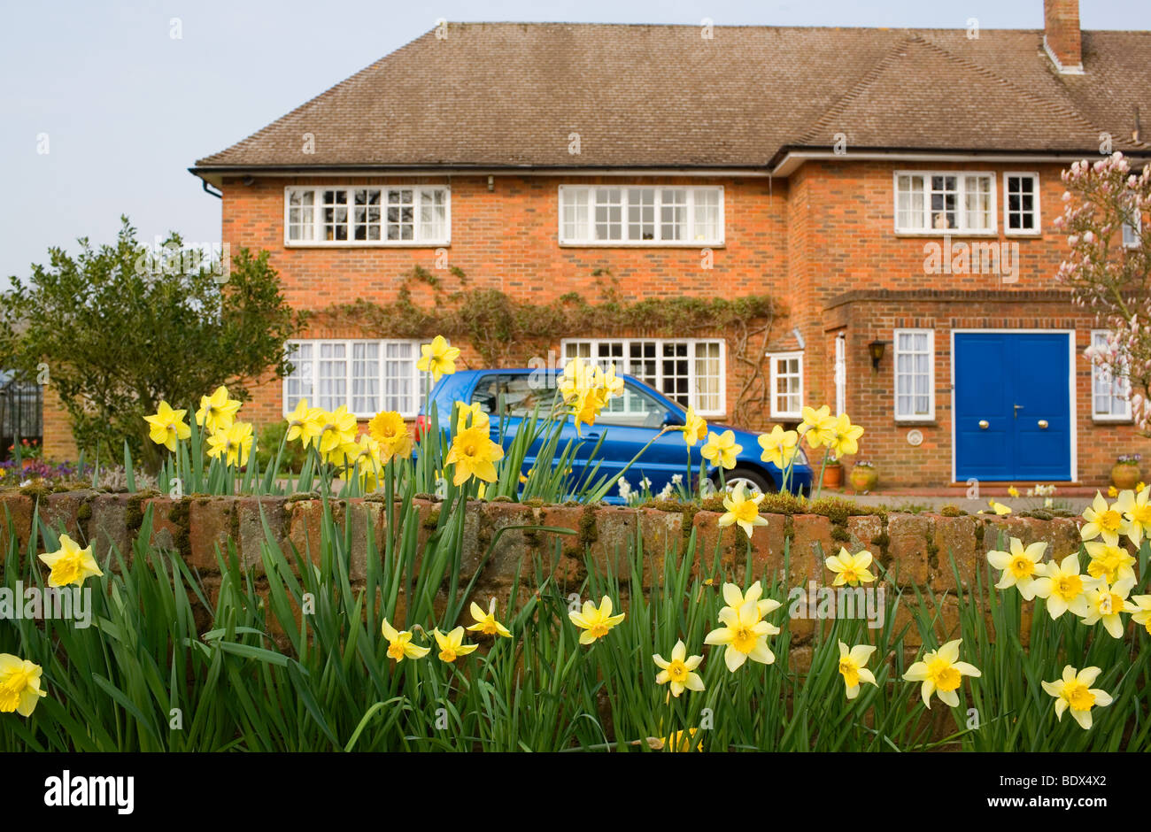 Narcisi e un auto blu al di fuori di una grande staccata casa suburbana in un quartiere benestante. Foto Stock
