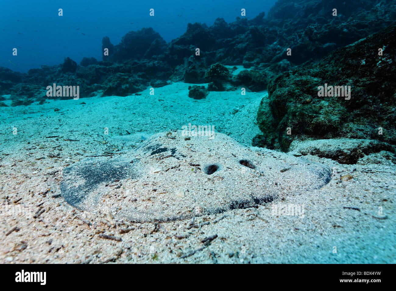 Giant electric ray (Narcine entemedor), elettrica, pericoloso, mimetizzato nella sabbia, Cabo Marshall, Arcipelago delle Galapagos, Unesco Foto Stock