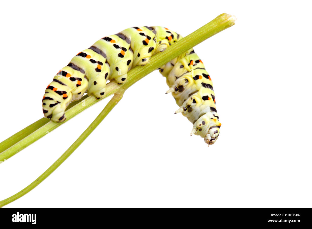 Verde di Caterpillar a coda di rondine isolato su bianco Foto Stock
